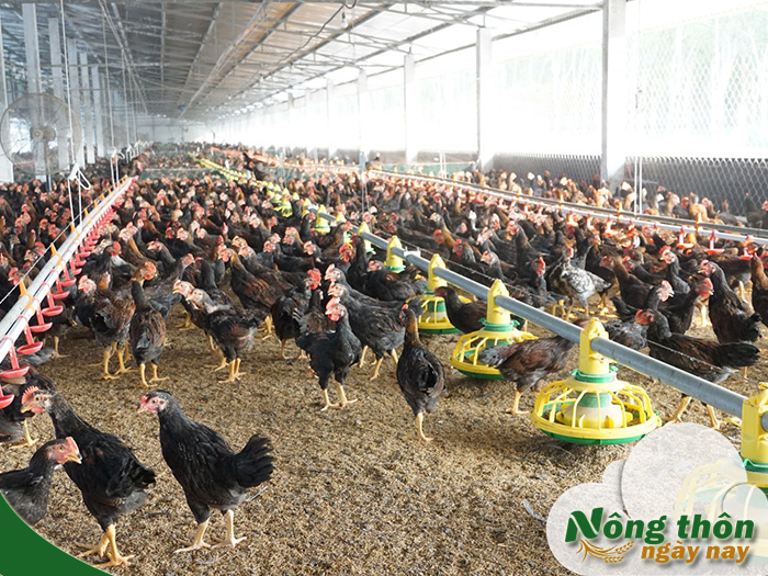 Mô hình nuôi gà thả vườn thông minh giải pháp tối ưu năng suất và chất lượng