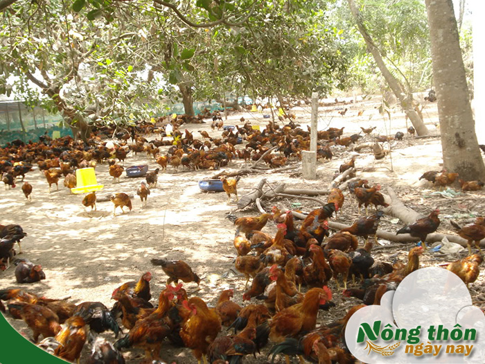 Mô hình trang trại gà thả vườn đầu tư hợp lý lợi nhuận hấp dẫn