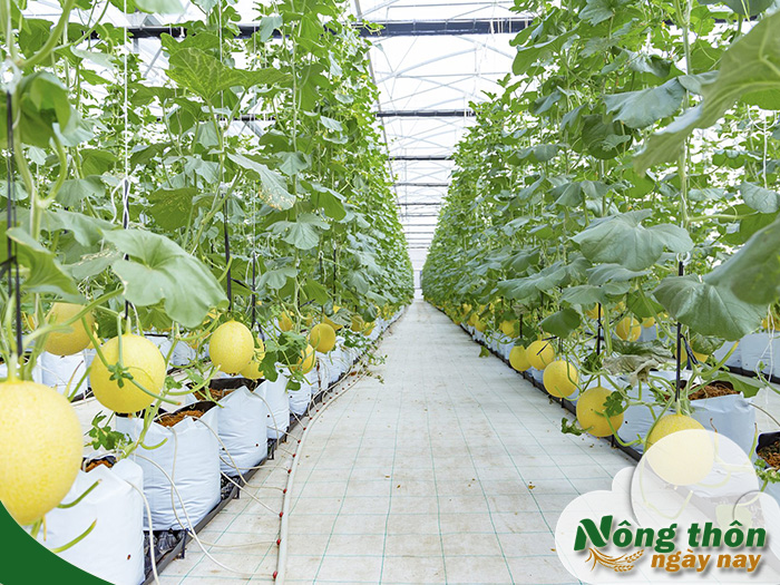 Mô hình trồng dưa lưới trong nhà kính thu hoạch đều quanh năm không lo thời tiết