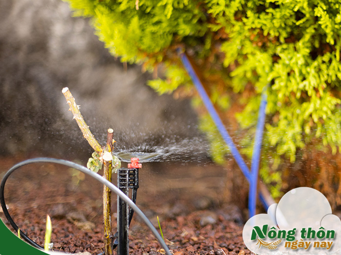 Mô hình tưới cây tự động chăm vườn dễ dàng dù không ở nhà