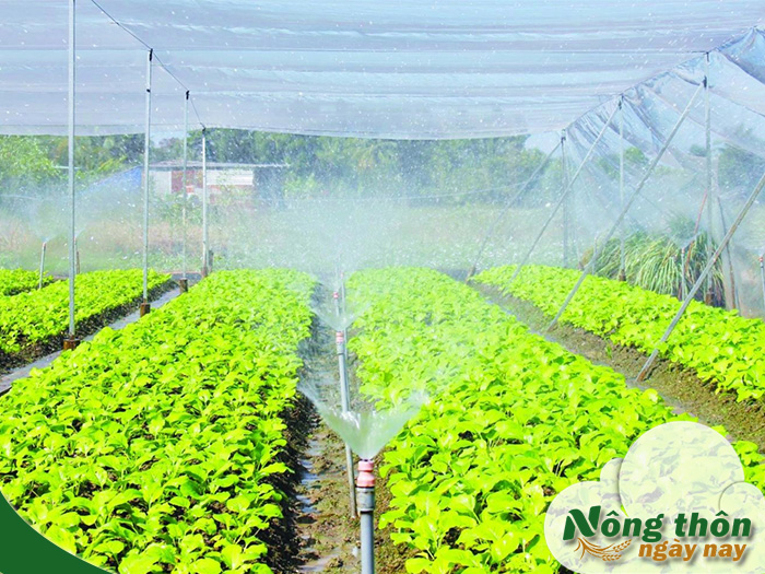 Nông nghiệp công nghệ cao là gì? Hành trình đưa công nghệ vào đồng ruộng