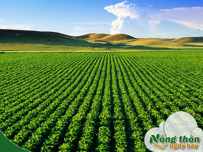 Nông nghiệp tuần hoàn là gì? Xu hướng phát triển xanh cho tương lai