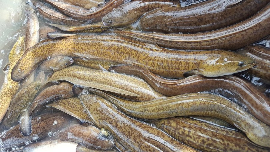 Mô hình nuôi cá chình biển hiệu quả lợi nhuận cao cho người mới