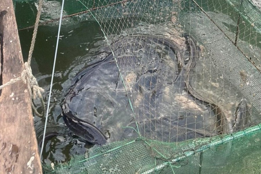 Kỹ thuật nuôi cá chình nước ngọt giảm chi phí và rủi ro đầu tư