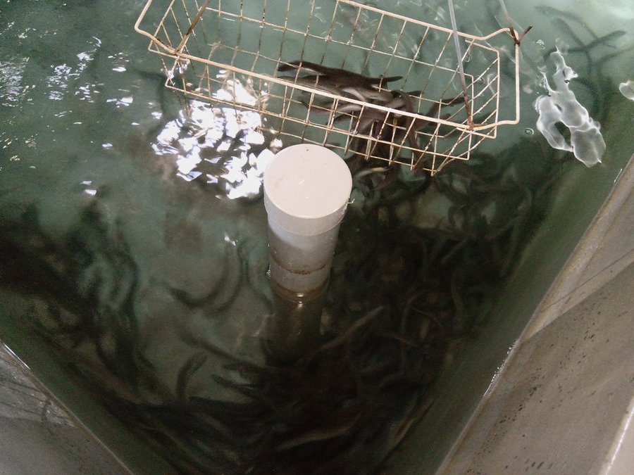 Kỹ thuật nuôi cá chình trong bể xi măng cho thu hoạch nhanh có lời