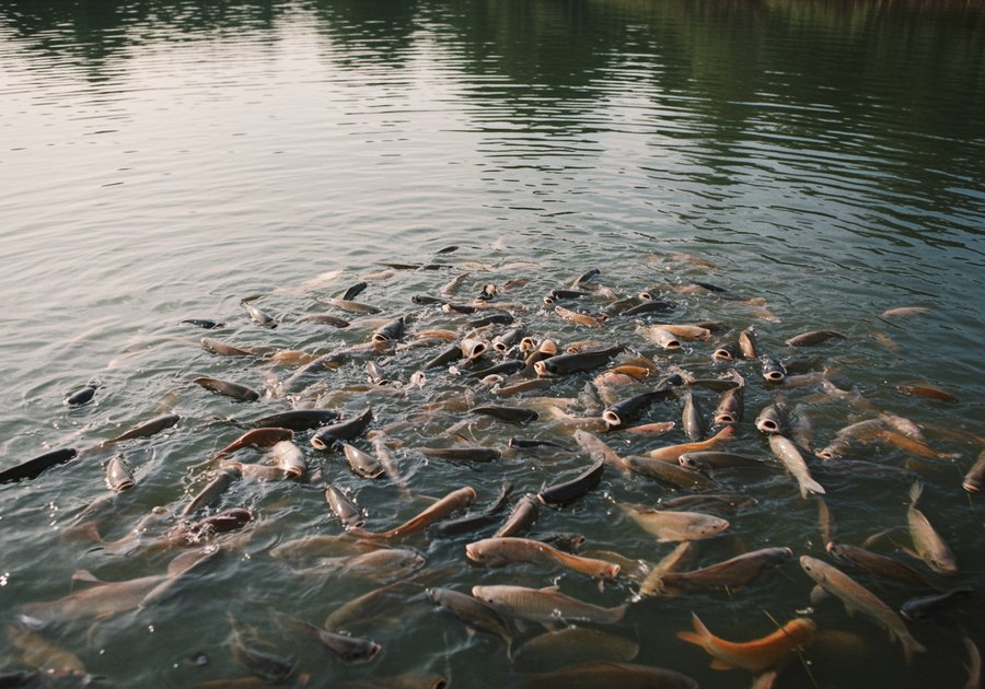 Thời gian nuôi cá lóc bao lâu thu hoạch là hợp lý?