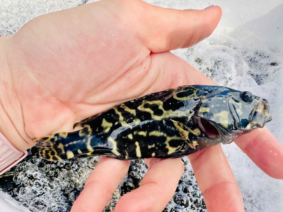 Kỹ thuật nuôi cá mú trong ao đất đúng chuẩn