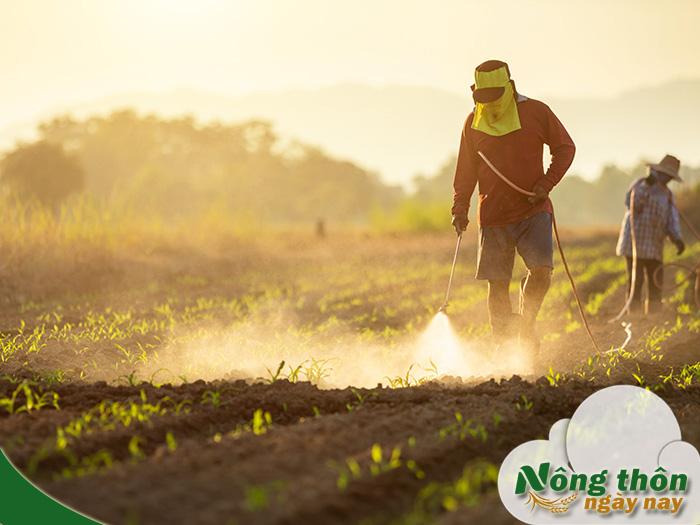 Phun phân bón lá đúng cách để cây hấp thu nhanh phát triển đều