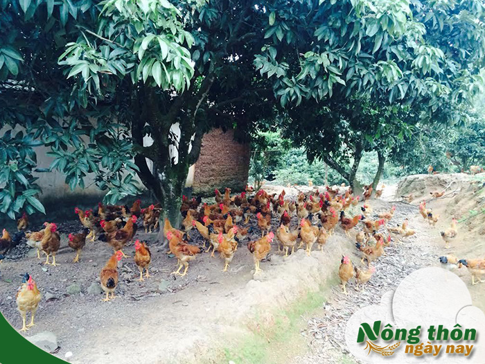 Quy trình chăn nuôi gà thả vườn từ chọn giống đến thu hoạch chuẩn kỹ thuật