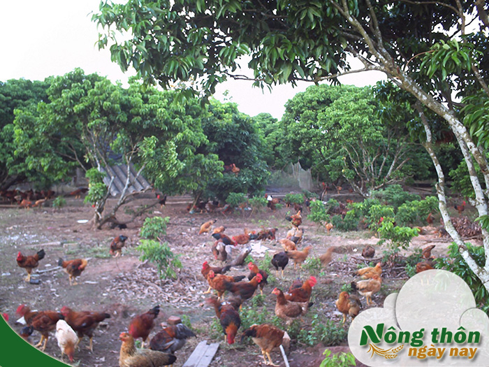 Quy trình nuôi gà thả vườn đầy đủ từ chọn giống đến thu hoạch