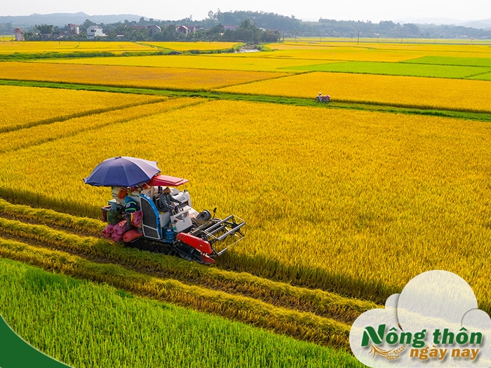 Quy trình sản xuất lúa gạo từ hạt giống đến hạt cơm trắng dẻo thơm