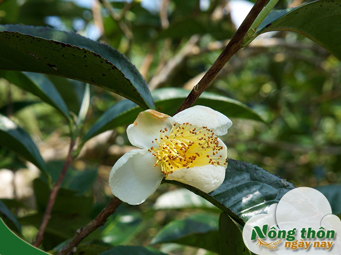 Tác dụng của hoa trà xanh trong chế biến thức uống