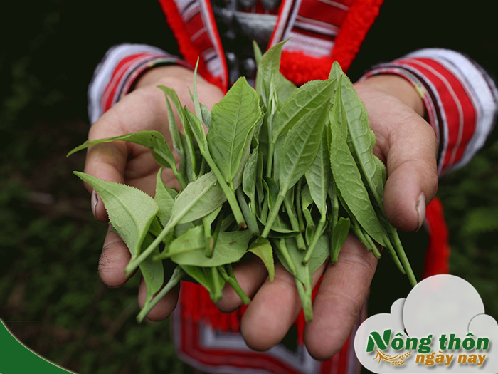 Tác dụng của lá trà xanh tươi tốt cho sức khỏe như thế nào