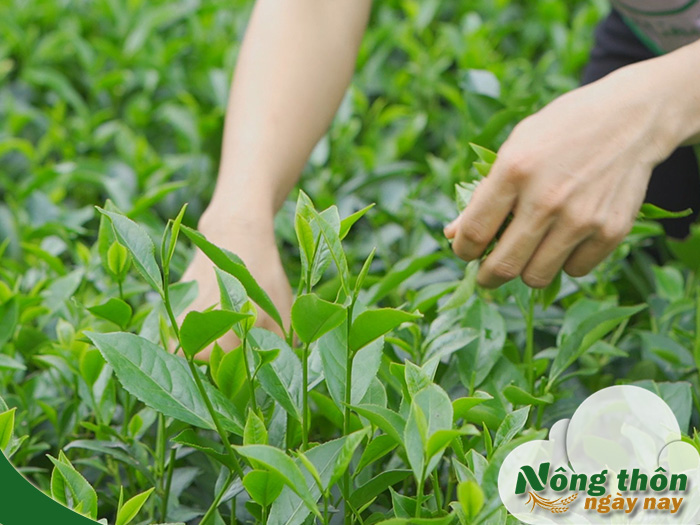 Tác dụng phụ của lá trà xanh tươi khi dùng sai cách