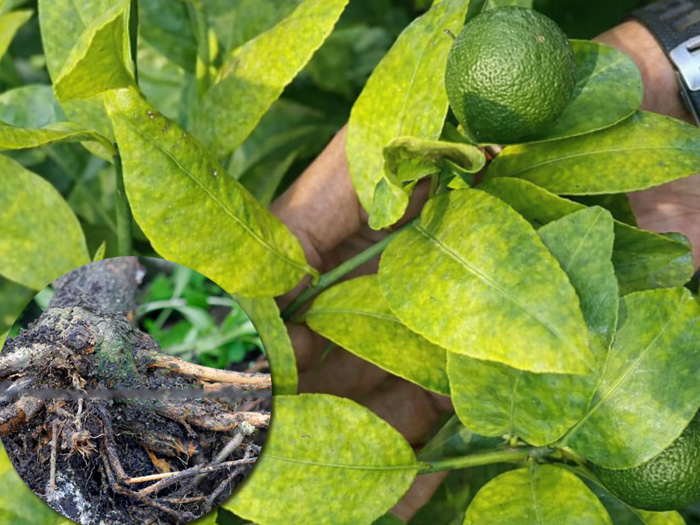 Các loại thuốc trị vàng lá thối rễ cho cây chanh hiệu quả