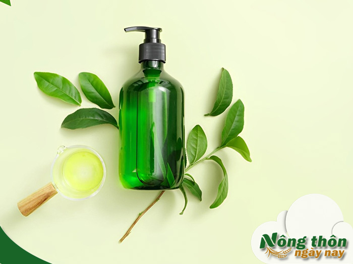 Tinh chất trà xanh có tác dụng gì khi dùng để chăm sóc da