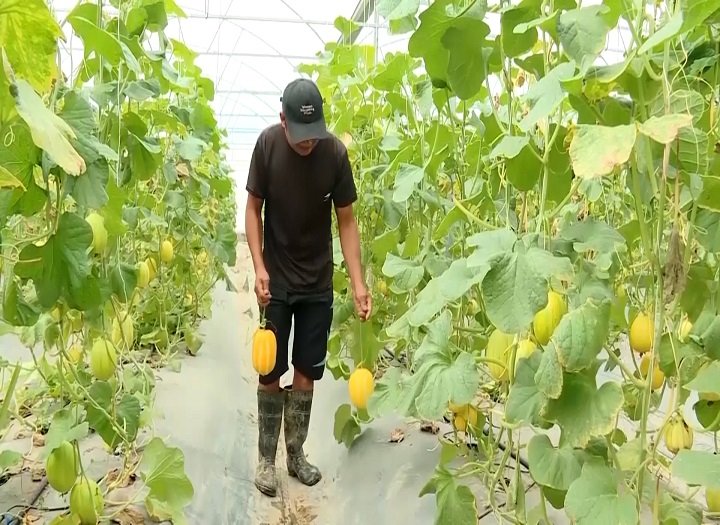 9 ứng dụng hiệu quả của màng nhựa trong trồng trọt hiện đại