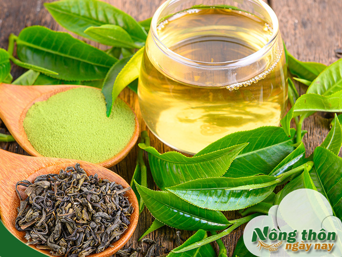 Uống trà xanh mỗi ngày có tốt cho hệ tim mạch không