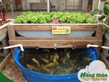 Aquaponics là gì? Phương pháp kết hợp trồng rau nuôi cá đang được ưa chuộng - Nông Thôn ngày nay