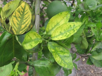 Cách trị bệnh vàng lá gân xanh trên cây có múi hiệu quả