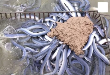 Bí quyết nuôi cá chình trong be lót bạt HDPE lợi nhuận cao - Nông Thôn ngày nay