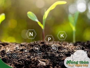 Bón phân NPK đúng cách giúp cây phát triển đều không lo thiếu chất - Nông Thôn ngày nay