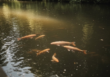 Cá chép sống ở đâu trong tự nhiên và cách nhận biết khu vực có cá