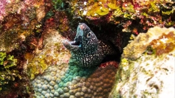 Cá chình bông biển làm món gì ngon?