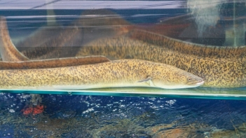 Cá chình bông nước ngọt và cá chình biển chọn loại dễ nuôi hơn?