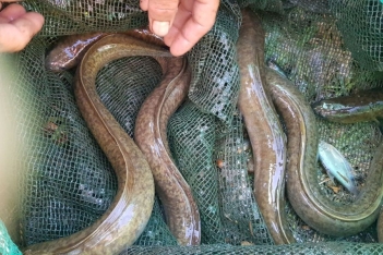 Cá chình hoa giá bao nhiêu và vì sao giá luôn cao?