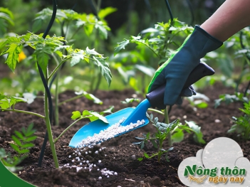 Cách bón NPK cho cây ăn quả mẹo nhỏ giúp cây sai quả quanh năm - Nông Thôn ngày nay