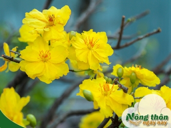 Cách bón phân cho mai nở đúng Tết giữ hoa đẹp lâu rực rỡ ngày xuân - Nông Thôn ngày nay
