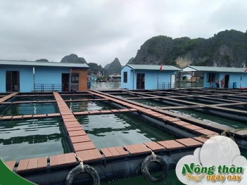 Cách làm bè nuôi cá bền đẹp đảm bảo an toàn cho đàn cá - Nông Thôn ngày nay