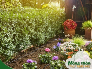 Cách làm tưới cây nhỏ giọt tiết kiệm nước tối đa không tốn công sức - Nông Thôn ngày nay