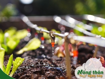 Cách lắp ống tưới nhỏ giọt chi tiết từng bước không cần thợ chuyên - Nông Thôn ngày nay