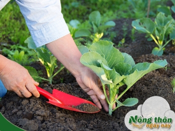 Cách sử dụng phân vi sinh chuẩn giúp đất tơi xốp và cây phát triển tốt - Nông Thôn ngày nay