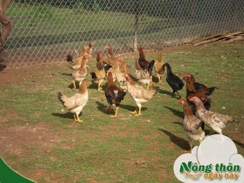 Cách vỗ béo cho gà thả vườn nhanh lớn không tốn quá nhiều chi phí - Nông Thôn ngày nay