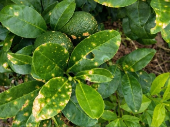 Cây chanh bị đốm vàng lá rụng lá do nấm hay do vi khuẩn?