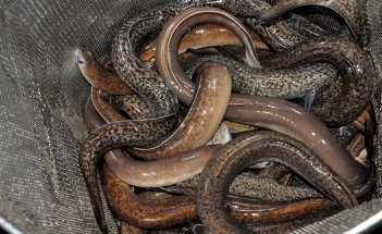 Chi phí nuôi cá chình trong ao xi măng chi tiết từng giai đoạn