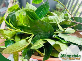 Công dụng của lá trà xanh tươi đối với sức khỏe và làm đẹp - Nông Thôn ngày nay
