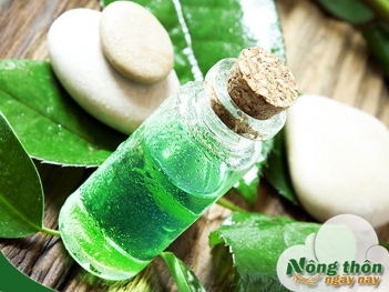 Công dụng của tinh dầu trà xanh trong dưỡng da - Nông Thôn ngày nay