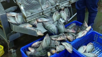 Hạch toán nuôi cá rô phi theo từng giai đoạn - Nông Thôn ngày nay