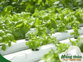 Hệ thống thủy canh là gì? Giải pháp trồng rau không cần đất cực tiện lợi - Nông Thôn ngày nay