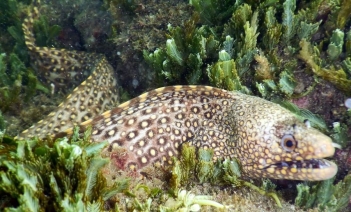 Họ cá chình biển gồm những loài nào? Phân biệt dễ hiểu nhất