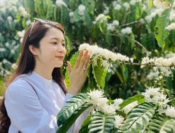 Hoa cà phê nở vào tháng mấy đẹp nhất? - Nông Thôn ngày nay