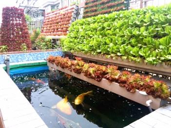 Hướng dẫn làm hệ thống aquaponics trồng rau nuôi cá đơn giản tại nhà - Nông Thôn ngày nay