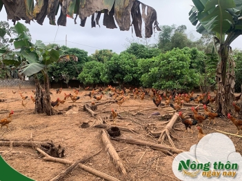 Kỹ thuật chăn nuôi gà thịt thả vườn chi tiết giúp tăng lợi nhuận - Nông Thôn ngày nay