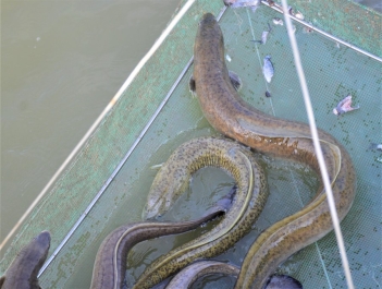 Kỹ thuật nuôi cá chình thương phẩm đạt trọng lượng nhanh thu lãi lớn