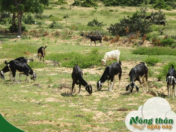 Kỹ thuật nuôi dê thả vườn dễ áp dụng cho người mới bắt đầu - Nông Thôn ngày nay
