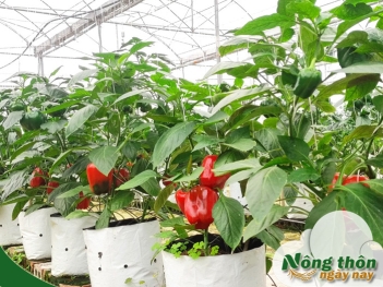 Kỹ thuật trồng ớt chuông trong nhà kính giúp cây cho trái đều đẹp mắt - Nông Thôn ngày nay